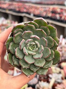 Echeveria timona