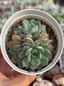 Echeveria timona