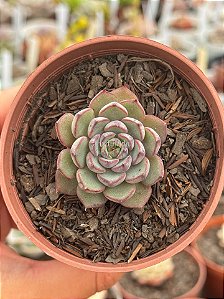 Echeveria timona