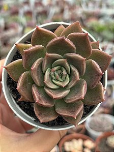 Echeveria Clarice