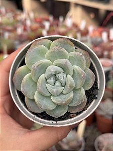 Echeveria ice jade
