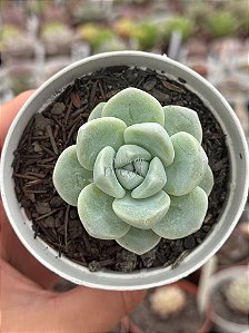 Echeveria ice jade