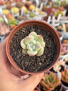 Echeveria ice jade