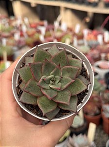 Echeveria purpusorum x romeo