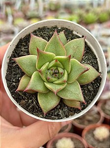 Echeveria purpusorum x romeo