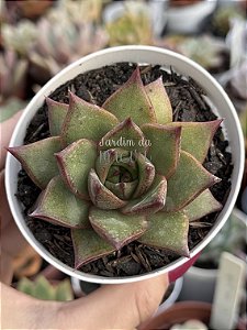 Echeveria purpusorum x romeo