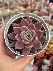 Echeveria tobarensis x romeo