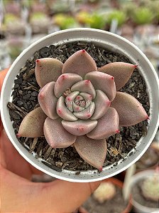 Echeveria tobarensis x romeo