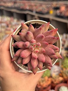 Echeveria goldfish