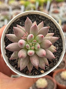 Echeveria goldfish