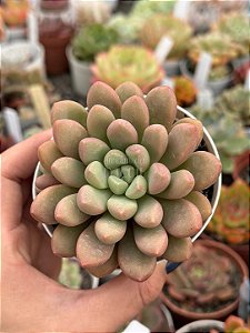 Echeveria candy bean