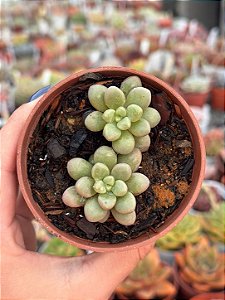 Echeveria candy bean