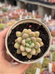 Echeveria candy bean