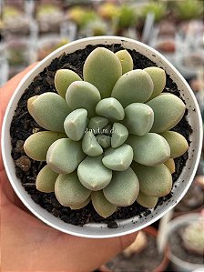 Echeveria candy bean