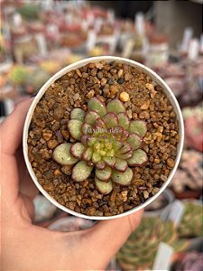 Echeveria adam (sem raiz)