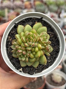 Echeveria diamond heart (colônia)