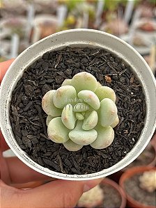Echeveria cute peach