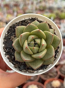 Echeveria hakone