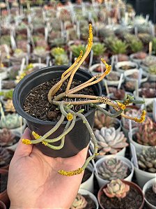 Crassula green snack