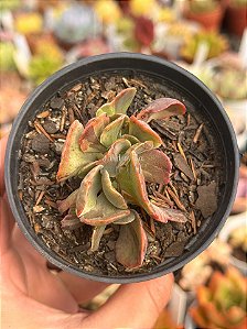 Echeveria red regis variegata cristata