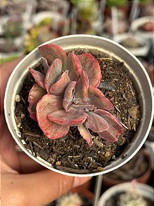 Echeveria red regis variegata cristata