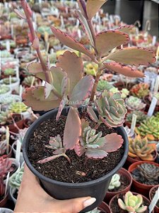 Kalanchoe fedtschenkoi