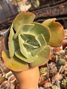 Echeveria queen dinny (sem raiz)