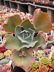 Echeveria queen dinny