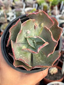 Echeveria queen dinny (sem raiz)
