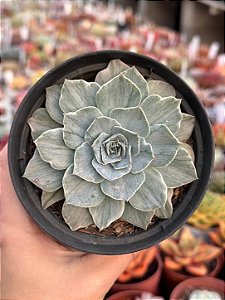 Echeveria silver river variegata