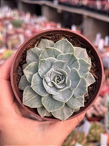 Echeveria silver river variegata