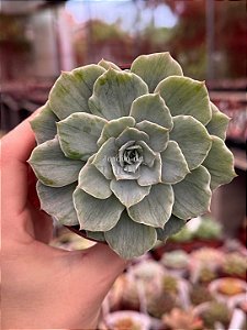 Echeveria silver river variegata