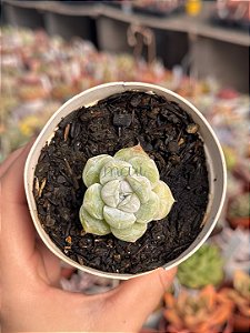Echeveria snow bunny