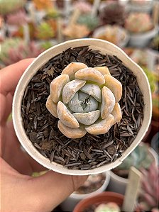Echeveria snow bunny