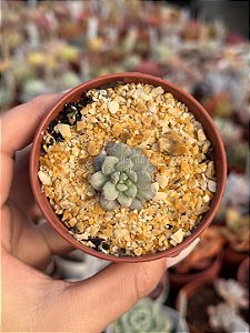 xSedeveria maialen variegata