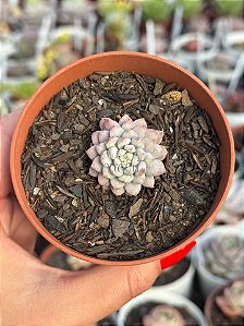 xSedeveria maialen variegata (pouca raiz)