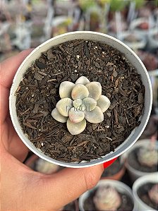 Graptopetalum ellen variegata (pouca raiz)