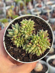Echeveria agavoides rainstar cristata