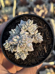 Echeveria blue star