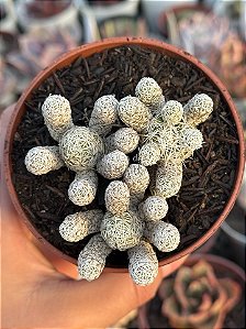 Mammillaria vetula (cacto dedal)