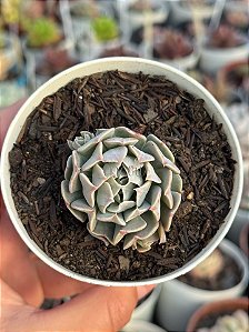 Echeveria pinwheel revolution