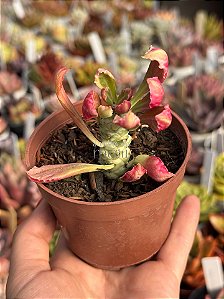 Euphorbia monadenium stapelioides variegata (sem raiz)