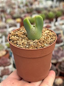 Conophytum bilobum 02