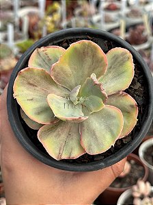 Echeveria rose fairy variegata (sem raiz)