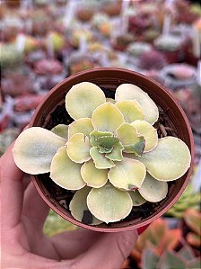 Echeveria rose fairy variegata (raridade)