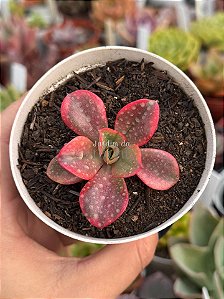 Echeveria mini goseong red