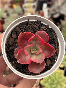 Echeveria mini goseong red