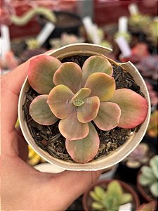 Echeveria silk road variegata
