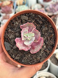 Echeveria king dragon (sem raiz)