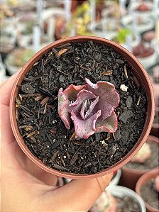 Echeveria red chantilly dragon finn (pouca raiz)